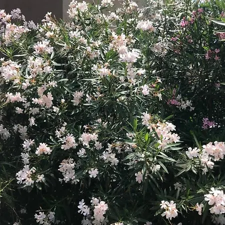 Apartman Il Canneto *